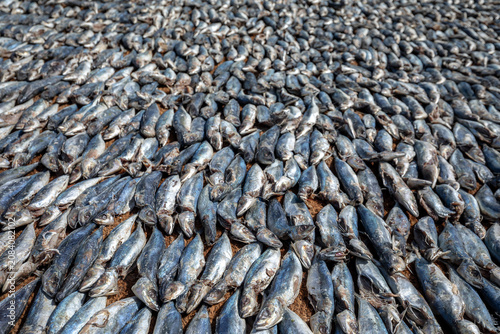 Cuadro en lienzo NEGOMBO, SRI LANKA - MAY 30, 2026 :  Mackerel fish drying on hessian matting on Negombo beach prior to packing and sale
