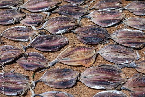 NEGOMBO, SRI LANKA - MAY 30, 2026 : Tuna fish drying  Negombo beach ready for packing and sale.
