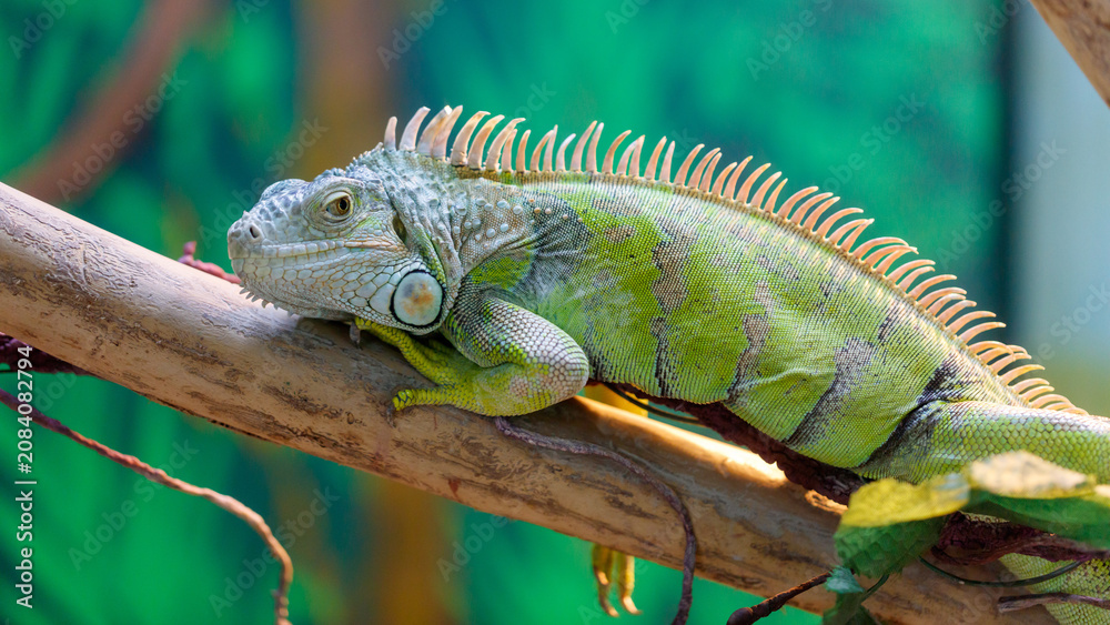 Fototapeta premium Green iguana rests on a tree branch