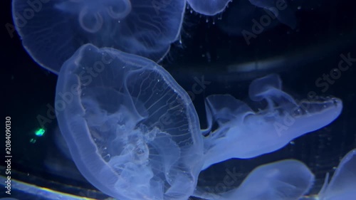Glowing translucent moon jellyfish (Aurelia aurita) floating gracefully in deep blue dark water. Beautiful marine life, underwater creature, and aquarium concept background.