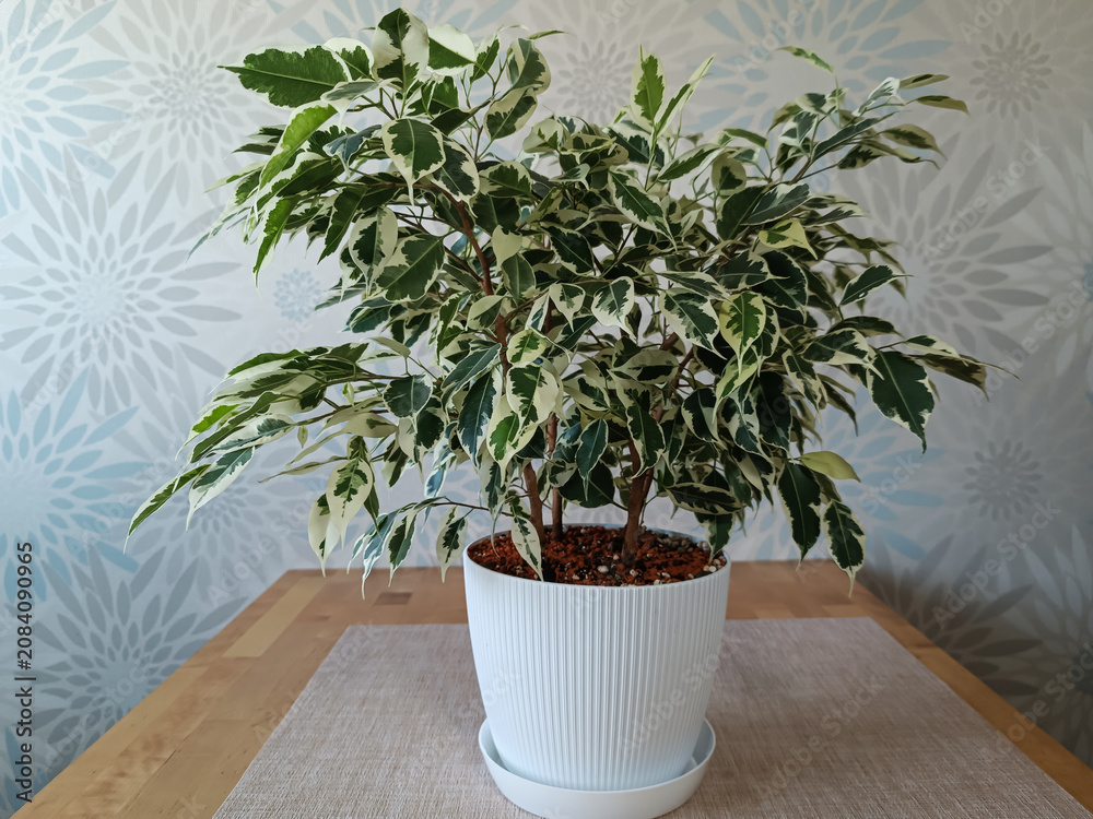 Fototapeta premium Variegated Ficus Benjamina Houseplant in White Pot on Wooden Table