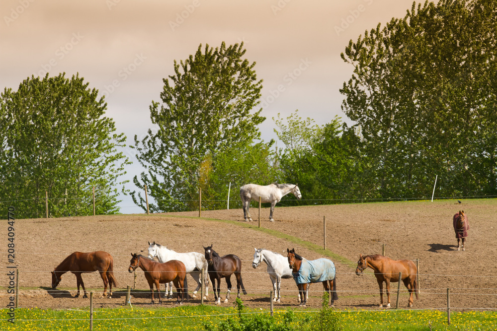 Fototapeta premium Herd of horses gathered in a fenced hillside pasture
