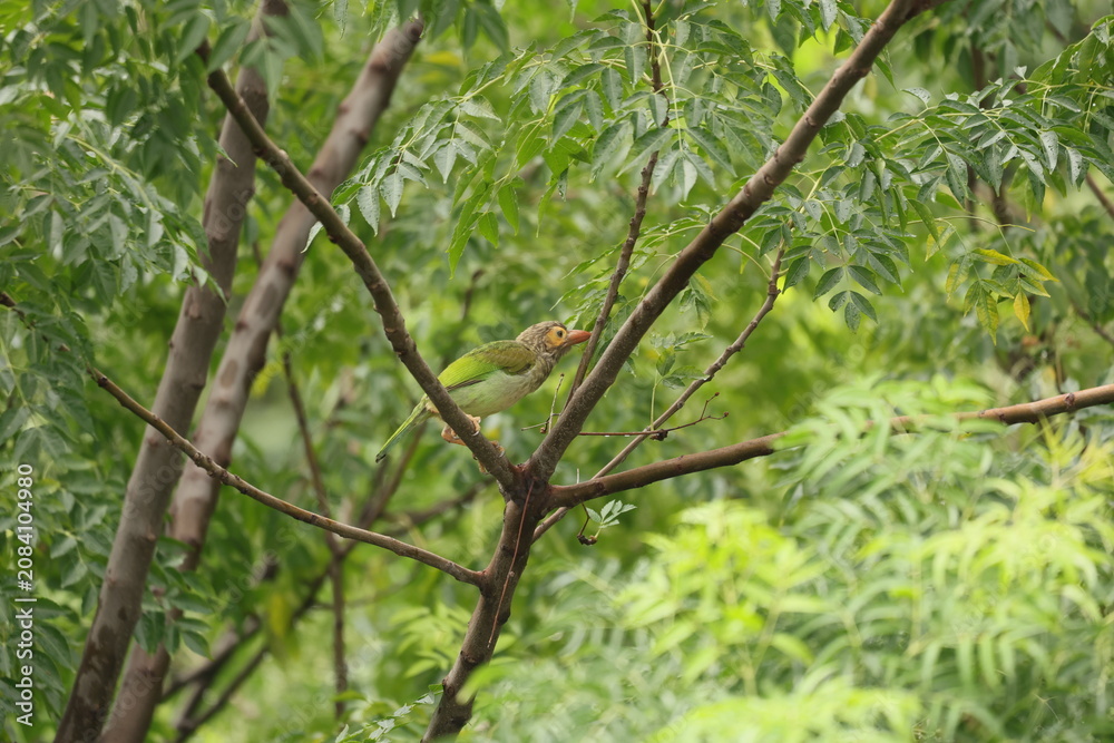 Fototapeta premium Barbet on a branch
