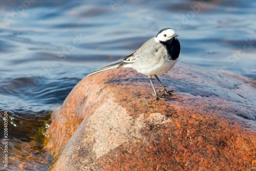A small songbird, a wagtail, sits on a large stone near the water.