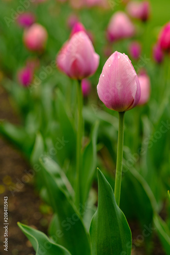 Pink tulips with water droplets stand tall in a garden, surrounded by lush green leaves and other blooming flowers in the background