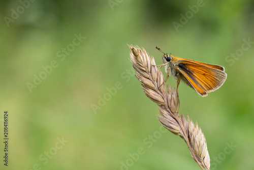Foto european skipper or black-winged brown club-winged grass moth (thymelicus lineol