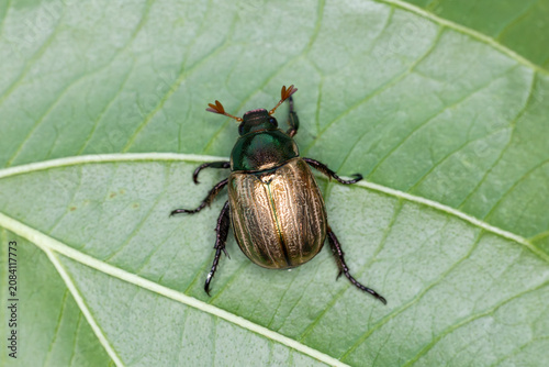 Фотография mimela junii is a foliage beetle of shining leaf chafer