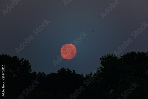 Crimson Red Full Moon Above Forest Silhouettes in Quiet Twilight Sky