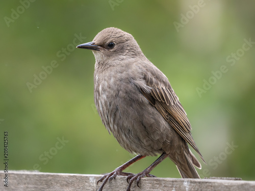 Photography Juvenile common starling (Sturnus vulgaris) on garden fence, London, England