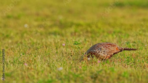 Ring-necked Pheasant male looking for food in the ground with ambient sound of birds and pheasant call