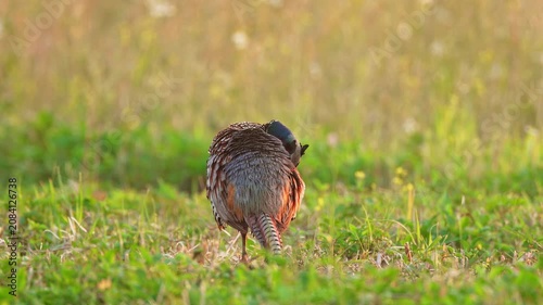 Ring-necked Pheasant male preening and flaping wings with ambient sound of birds and pheasant call