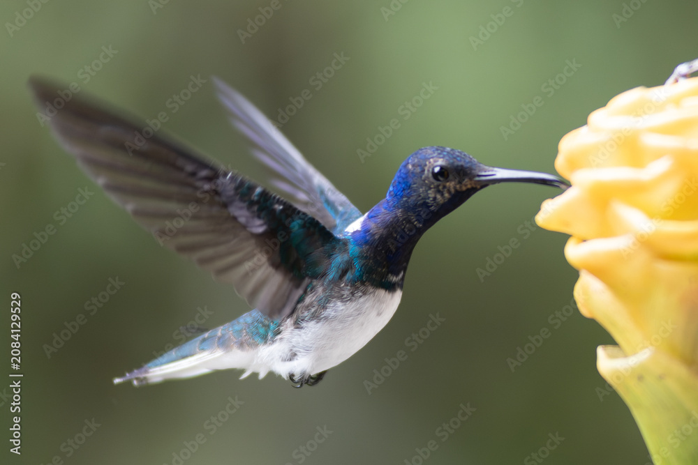 Fototapeta premium White-necked Jacobin Hummingbird (Florisuga mellivora) Feeding on Yellow Tropical Flower