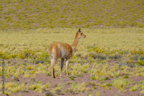 Photography Chilean Atacama Andes wildlife scenery
