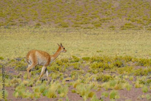 Photography Chilean Atacama Andes wildlife scenery
