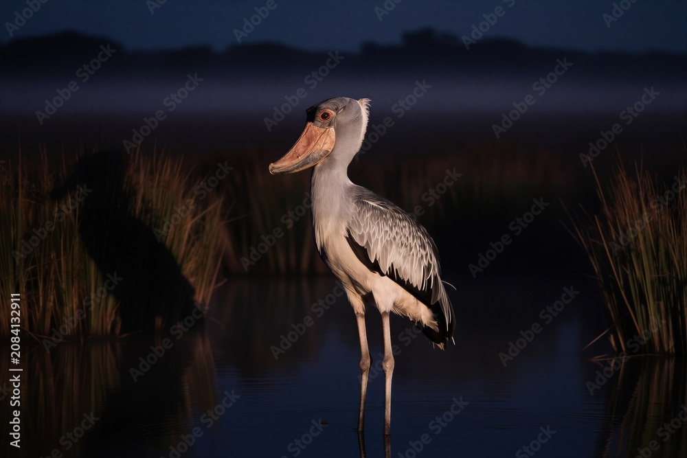 Fototapeta premium Rare shoebill stork stands in misty African wetland at dawn. Bird with large beak watches for prey in shallow water. Wildlife portrait in natural habitat.