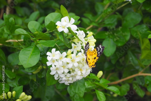Obraz na plátně "A yellow and black butterfly perched on blooming orange jessamine flowers in the garden