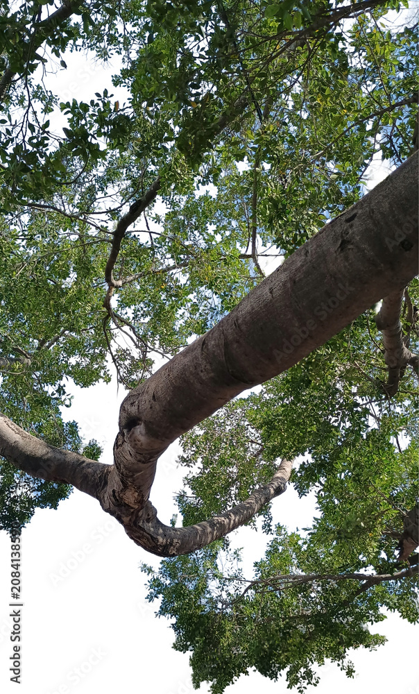 Fototapeta premium Low-angle perspective looking up at thick, gnarled tree branch with detailed bark texture. Green leaves form a dense canopy. The entire structure is precisely masked on a pure black background.