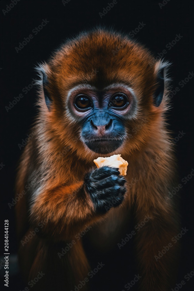Fototapeta premium Young orange monkey with blue face eats food. Small primate with dark fur sits holding snack, looking with big eyes. Cute animal portrait, dark background.
