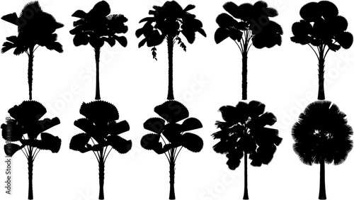 Fotografie Realistic Ruffled Fan palm silhouettes set in black, showcasing natural proportions and beautifully pleated tropical fronds