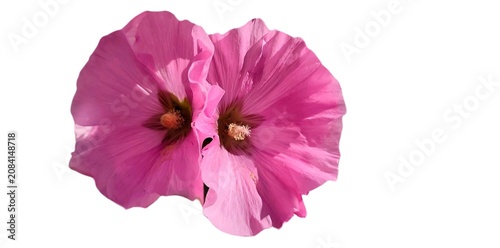 Foto Common hollyhock: a species of flowering plant, its botanical name is Alcea rosea (isolated on white background)