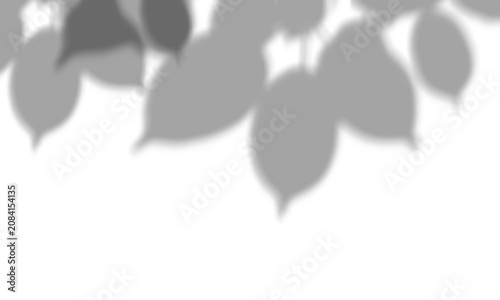 Soft grey leaf shadows cast down on transparent background