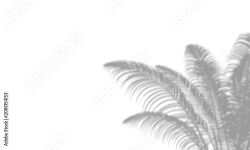Soft tropical palm leaf shadow cast on transparent background