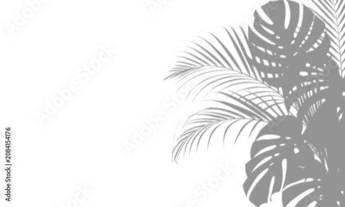 Tropical monstera and palm leaf shadow on transparent background