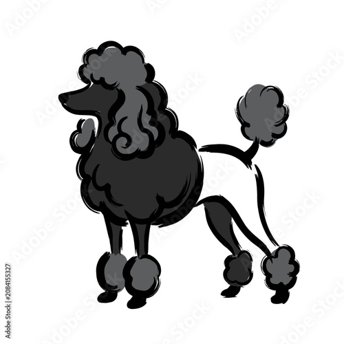 An elegant black poodle stands against a plain white background