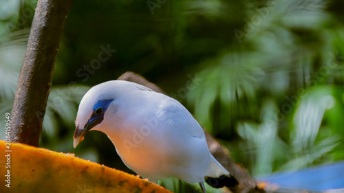 Slika na platnu Jalak Bali is commonly known as the Bali myna, Bali starling, or Rothschild's mynah