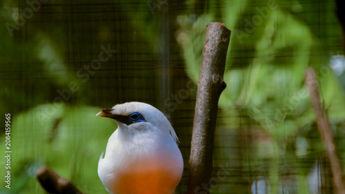 Fotografija Jalak Bali is commonly known as the Bali myna, Bali starling, or Rothschild's mynah