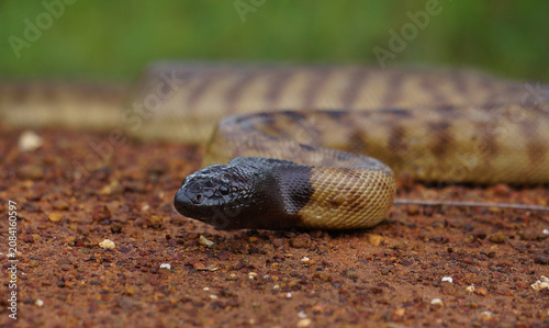 Tableau sur toile Black-headed python Aspidites melanocephalus
