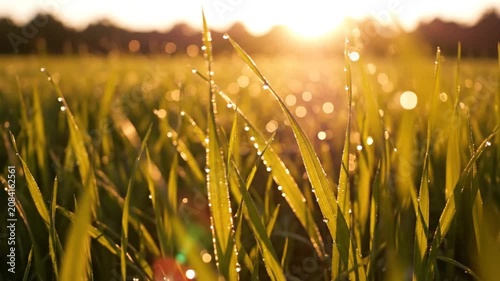 Grassy field with morning dew under a golden sunrise.