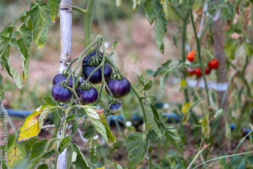 Purple Heirloom Tomatoes Growing on Vine in Organic Garden with Green Foliage