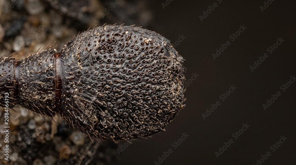 Obraz premium Creative Close-up of textured insect head, detailed bug face, brown insect features, macro photography 2k