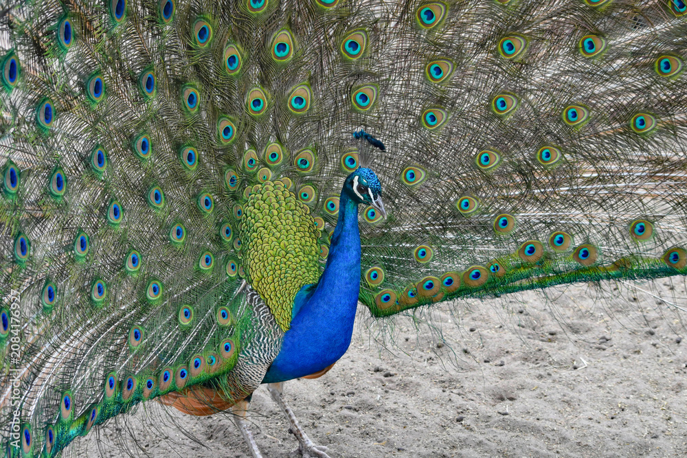 Obraz premium Peacock Displaying Colorful Tail Feathers