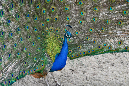 Peacock Displaying Colorful Tail Feathers

