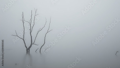 Endless grey swamp in thick fog, gnarled tree trunks emerging, serene desolate landscape.