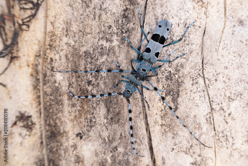 Valokuva copulating Rosalia longicorn (Rosalia alpina) on a Sycamore tree