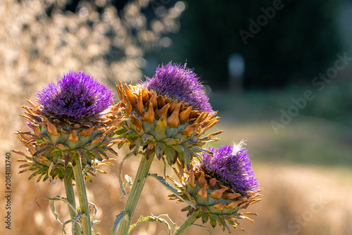 Blooming Artichoke Flowers with Purple Blossoms in Golden Summer Field at Sunset