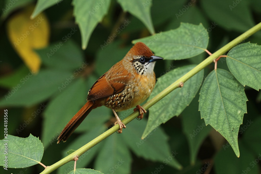 Fototapeta premium Small rufous-bellied babbler bird perches on green tree branch. It has brown feathers and white spotted chest, black eye markings. Lush foliage background in Indian forest.