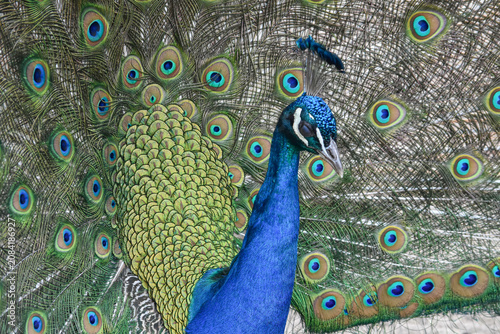 Peacock Displaying Colorful Tail Feathers

