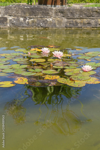water lily flowers blooming on pond