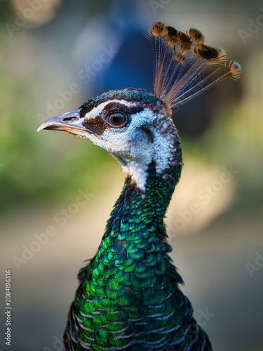 Indian peafowl portrait with iridescent green feathers and crest