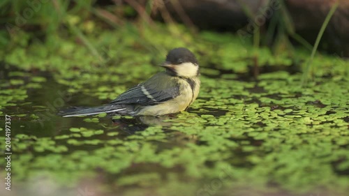 Young great Tit (Parus major) Kohlmeise take a bath at edge of pond during beautiful day.