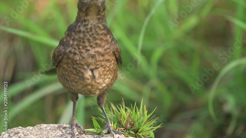 Young blackbird (turdus merula) searching water on scorching day.