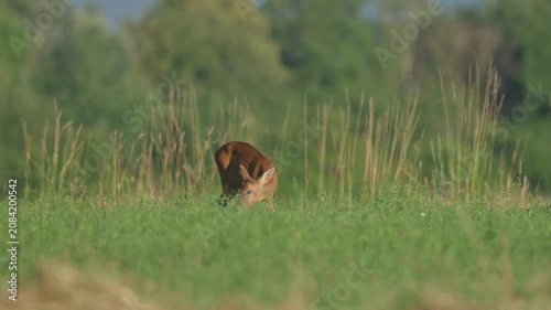 Deer eats grass in field in the evening.