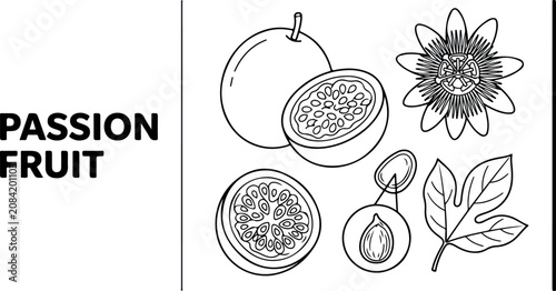 Drawing of passion fruit, flowers, and leaves in a botanical illustration style