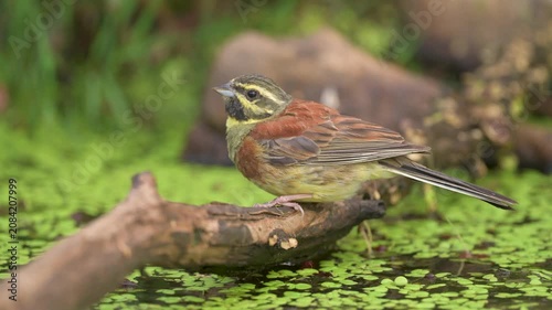 Male Cirl Bunting (Emberiza cirlus) coming to drink water from a pond on a scorching day.