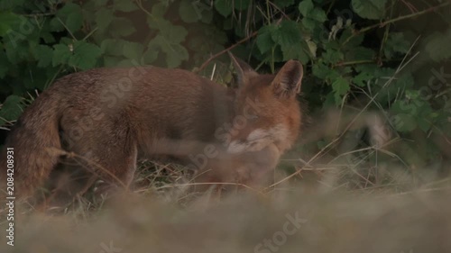 Red fox (vulpes vulpes) stands near bushes in field during day