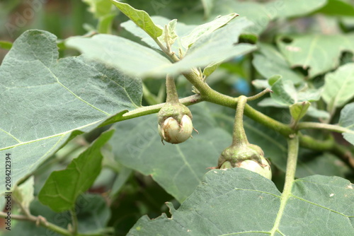 White eggplant fruit or Thai mini eggplant growing on bunch on stem with fresh green leaves.